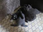 Lieve kittens, Dieren en Toebehoren, Katten en Kittens | Raskatten | Korthaar, Meerdere dieren
