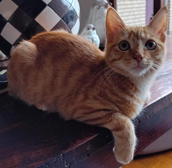 Lieve kittens zoeken een fijn huisje, Dieren en Toebehoren, Katten en Kittens | Overige Katten, Kortharig, Kater, 0 tot 2 jaar