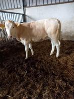 Mooie blonde pink, Dieren en Toebehoren, Runderen, Vrouwelijk