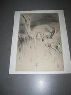 Hertje met jong in wissellijst van H. van Meegeren, Ophalen of Verzenden