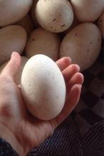Gans Eieren, Diversen, Levensmiddelen, Ophalen