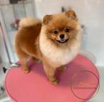 Pomeriaan teefje, Dieren en Toebehoren, Teef, Eén hond, 3 tot 5 jaar, Nederland