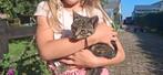 prachtige kittens van de boerderij, Dieren en Toebehoren, Katten en Kittens | Overige Katten, Meerdere dieren, Kortharig, 0 tot 2 jaar