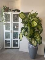 Grote Dieffenbachia 2 meter – prachtige kamerplant, Ophalen of Verzenden