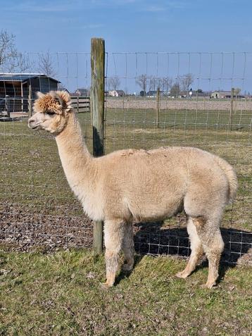 Alpacamerrie, gedekt. beschikbaar voor biedingen