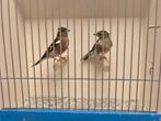 Koppel Europese Vinken, Dieren en Toebehoren, Vogels | Overige Vogels, Meerdere dieren, Wildzangvogel, Geringd