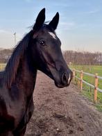Knappe jaarling dressuur merries!, Dieren en Toebehoren, Paarden, Merrie, Niet van toepassing, Dressuurpaard, 0 tot 2 jaar