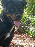 rottweiler teef, Dieren en Toebehoren, Honden | Beagles, Bassets en Lopende honden, Overige rassen, 1 tot 2 jaar, Teef, Meerdere