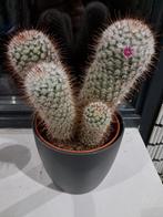 Prachtige bloeiende cactus in pot, Ophalen, Minder dan 100 cm, Volle zon, In pot