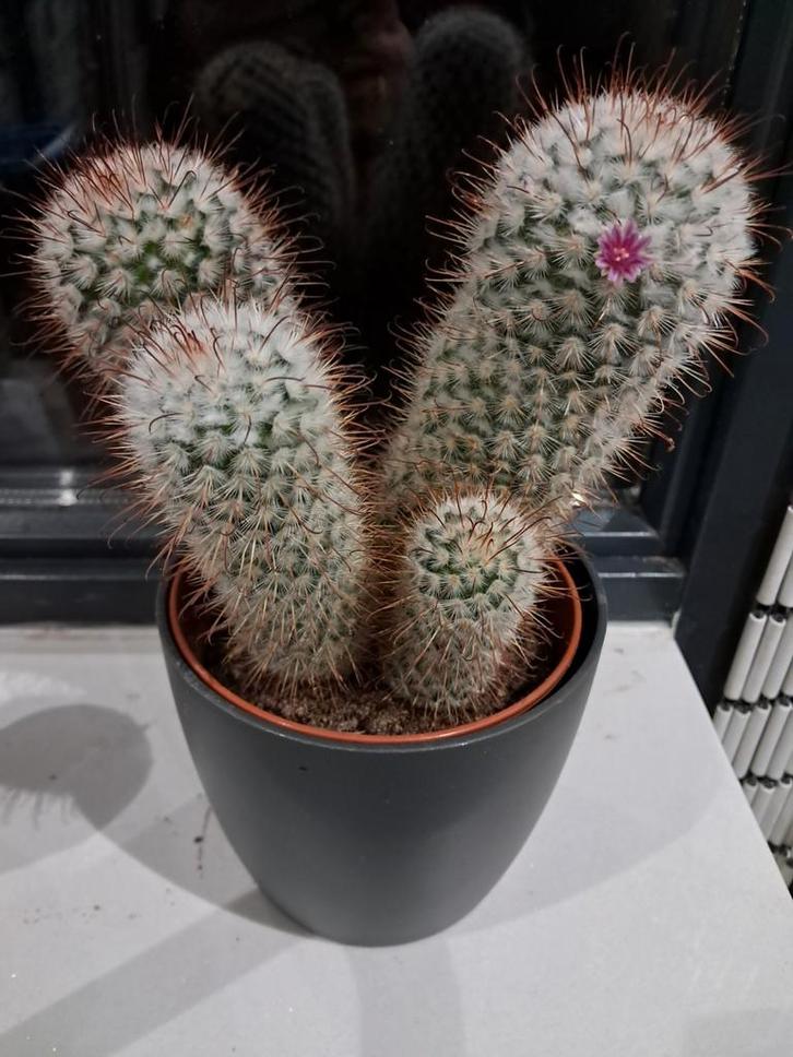 Prachtige bloeiende cactus in pot, Huis en Inrichting, Kamerplanten, Cactus, Minder dan 100 cm, Volle zon, In pot, Ophalen