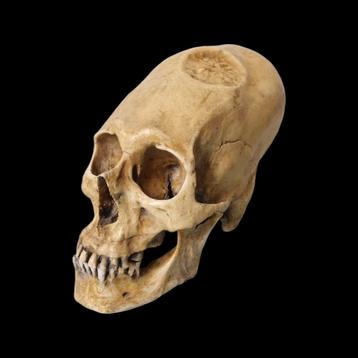 Replica nazca eleongated schedel 1:1 beschikbaar voor biedingen