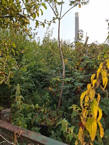 Fluweelboom 3 a 4 meter hoog beschikbaar voor biedingen