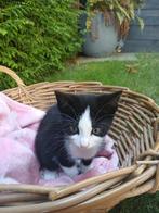 Kitten te koop, Dieren en Toebehoren, Poes