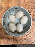 Broedeieren Indische loopeenden (6 stuks), Dieren en Toebehoren, Pluimvee, Geslacht onbekend, Eend