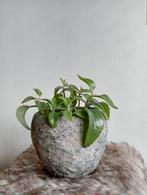 Grijze bloempot 12 cm handgemaakt met mother of thousands, Ophalen, Overige materialen, Rond, Binnen