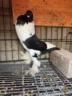 Beisers kropper, Dieren en Toebehoren, Vogels | Duiven, Mannelijk, Kropper