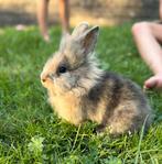 Baby konijntjes te koop, Dieren en Toebehoren, Konijnen, Mannelijk