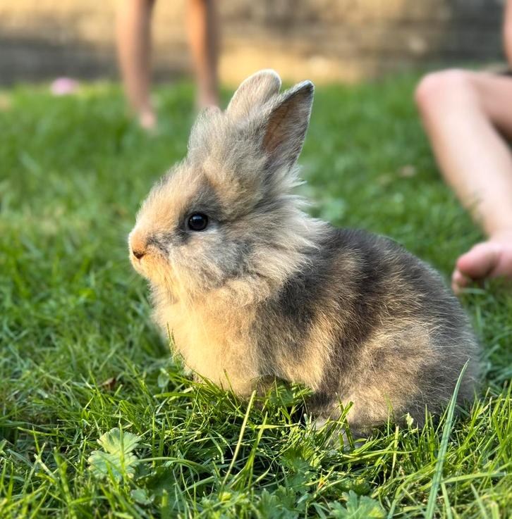 Baby konijntjes te koop, Dieren en Toebehoren, Konijnen, Mannelijk