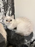 Exotic perzische kat met stamboom, Dieren en Toebehoren, Meerdere dieren, Gechipt, 0 tot 2 jaar
