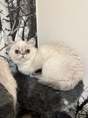 Laast Exotic perzische kat met stamboom beschikbaar voor biedingen