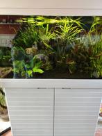 Red Sea max 250 Aquarium ex zee nu zoet, Dieren en Toebehoren, Ophalen, Gevuld zoetwateraquarium