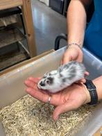 Te koop lieve jonge goudhamsters / Syrisch hamsters, Dieren en Toebehoren, Knaagdieren, Juli, Vrouwelijk, Hamster