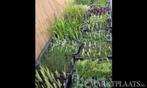 Vijverplanten, waterlelies, drijfplanten, Dieren en Toebehoren, Vissen | Aquaria en Toebehoren, Ophalen of Verzenden, Nieuw, Plant(en), Steen of Hout