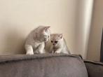 Britse Korthaar kittens – 1 jongen & 3 meisjes – geënt, zind, Dieren en Toebehoren, Meerdere dieren, Ontwormd, 0 tot 2 jaar