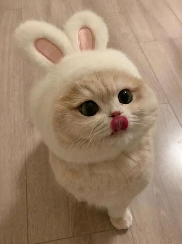 Rabbit ears for cats beschikbaar voor biedingen