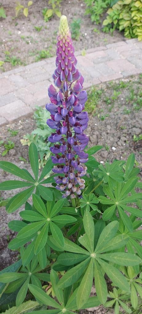 Lupine Russel Hybrid Paars mix, Tuin en Terras, Bloembollen en Zaden, Zaad, Voorjaar, Volle zon, Ophalen of Verzenden