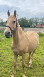 Te koop lieve palomino, Dieren en Toebehoren, Gechipt, Minder dan 160 cm, B, Ruin