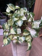 Epipremnum manjula happy leaf stekken, Huis en Inrichting, Kamerplanten, Ophalen of Verzenden, Halfschaduw, Minder dan 100 cm