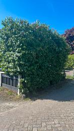 Gratis hoge Seringen (3 meter +) zelf verwijderen, Tuin en Terras, Ophalen, Volle zon, Overige soorten