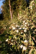 Heptacodium miconioides/ Zevenzonenboom meerstammig, Ophalen, Halfschaduw, Overige soorten, Lente