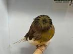 Gloster kanarie, Dieren en Toebehoren, Meerdere dieren, Postuurkanarie