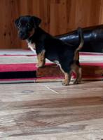 Prachtige Jack Russell pups. Black en Tan Jack Russels, Dieren en Toebehoren, Honden | Jack Russells en Terriërs, Rabiës (hondsdolheid)