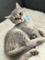 Britse Korthaar kittens, Dieren en Toebehoren, Katten en Kittens | Raskatten | Korthaar, Kater, Ontwormd, 0 tot 2 jaar