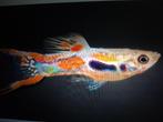 Te koop gezonde ENDLER GUPPEN mannen & vrouwtjes mooie kleur, Dieren en Toebehoren, Vissen | Aquariumvissen, Vis, Zoetwatervis