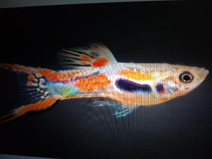 Te koop gezonde ENDLER GUPPEN mannen & vrouwtjes mooie kleur, Dieren en Toebehoren, Vissen | Aquariumvissen, Zoetwatervis, Vis