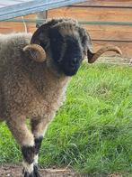 Wallischer Schwarznase ooi en ram, Dieren en Toebehoren, Schapen, Geiten en Varkens, Meerdere dieren, Schaap, 3 tot 5 jaar