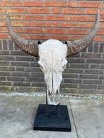 Skull op standaard met bruine hoorns, Huis en Inrichting, Woonaccessoires | Overige, Ophalen, Zo goed als nieuw