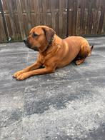 Liefdevol nieuw thuis gezocht voor deze knappe kanjer!!, Dieren en Toebehoren, Honden | Niet-rashonden, Parvo, Reu, Groot, Eén hond