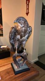Opgezette buizerd, Verzamelen, Dierenverzamelingen, Ophalen of Verzenden, Vogel, Opgezet dier