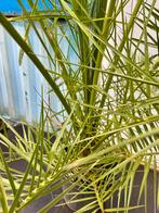 Phoenis palm tot 300cm!, Tuin en Terras, Ophalen, Overige soorten, Volle zon