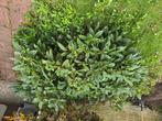 Rododendron, Tuin en Terras, Planten | Tuinplanten, Ophalen, Zomer, Overige soorten, Volle zon