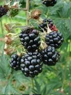 Rubus Thornless Evergreen (Doornloze Braam) in pot, Tuin en Terras, Ophalen