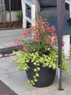 3 x bloembak met planten., Ophalen of Verzenden, Zomer, Overige soorten, Volle zon