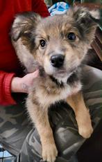 BROWNIE, VROLIJK MENSGERICHTE, PUP, ZOEKT MANDJE, Dieren en Toebehoren, Honden | Niet-rashonden, Particulier, 15 weken tot 1 jaar