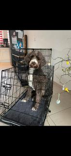 Auto bench, Dieren en Toebehoren, Ophalen of Verzenden, Gebruikt