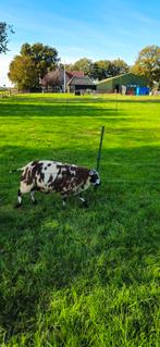 Mooie stamboom bonte dekram  dubbel arr, Dieren en Toebehoren, Schapen, Geiten en Varkens, Mannelijk, Schaap, 0 tot 2 jaar